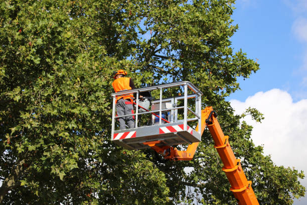 How Our Tree Care Process Works  in  Port Washington North, NY